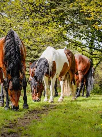 galerie kairos equitation bretagne