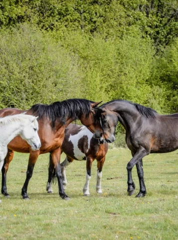 galerie kairos equitation kerien