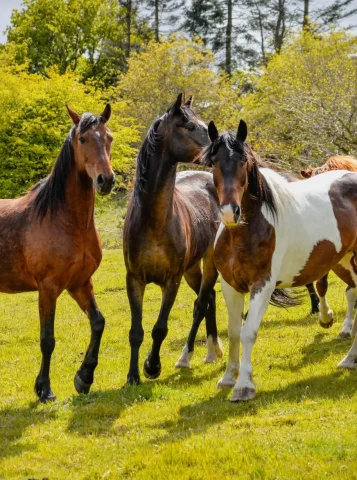 galerie kairos equitation passion cheval